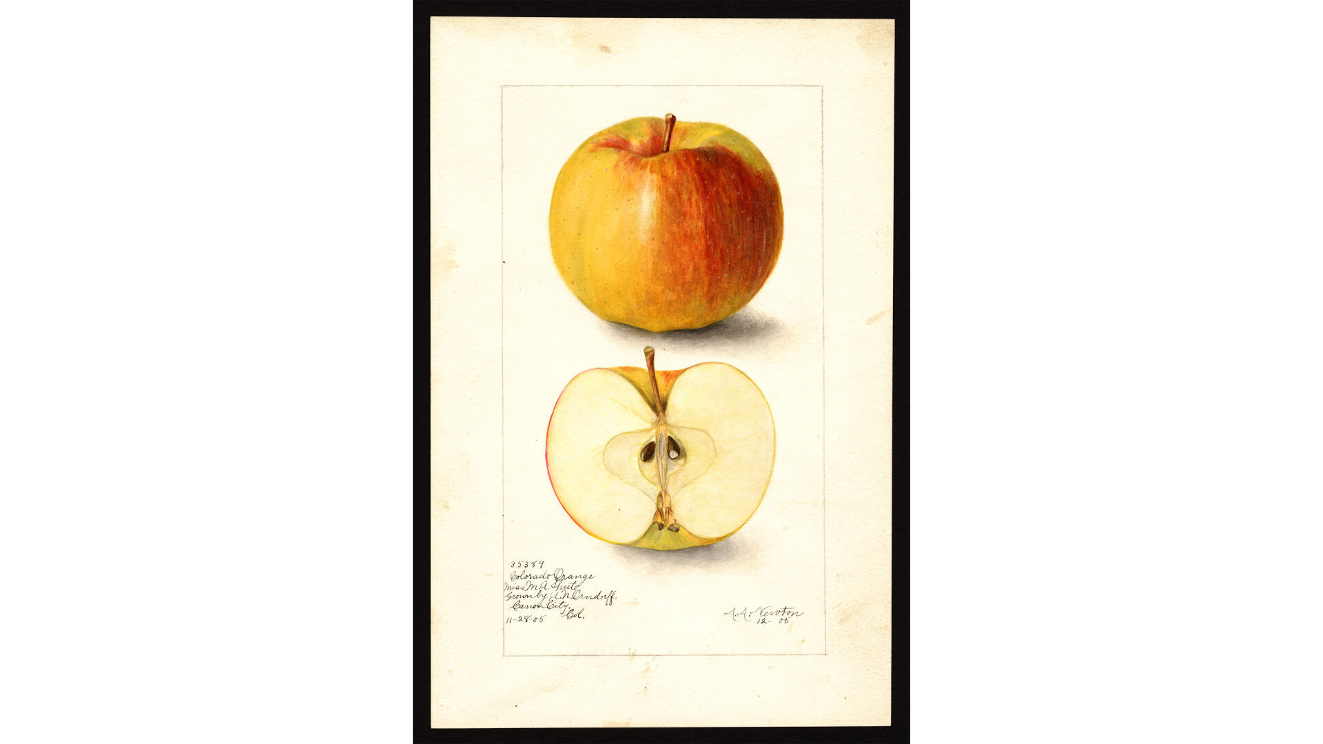 Colorado couple's 20-year search for extinct fruit finally pays off